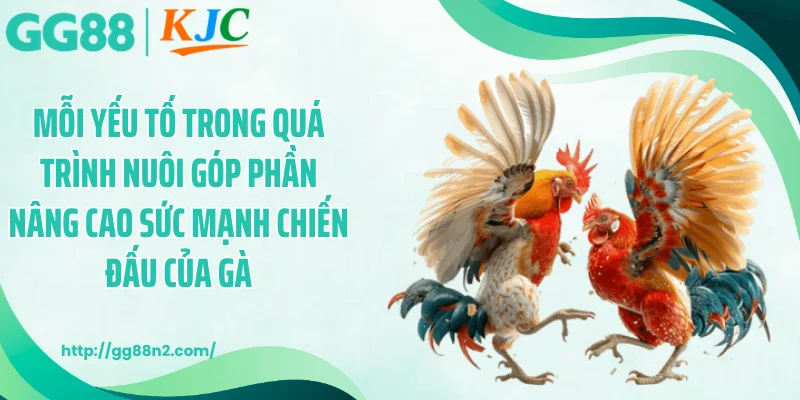 Mỗi yếu tố trong cách nuôi gà đá bo góp phần nâng cao sức mạnh chiến đấu