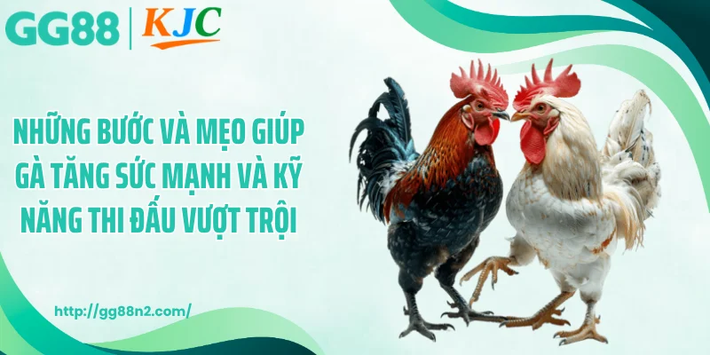 Những bước và mẹo giúp gà tăng sức mạnh và kỹ năng thi đấu vượt trội.